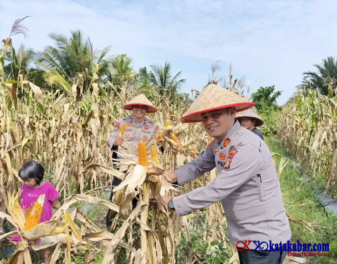 Dukung Ketapang Nasional, Polsek Merbau Panen Jagung Pipil Bersama Poktan Bagan Melibur