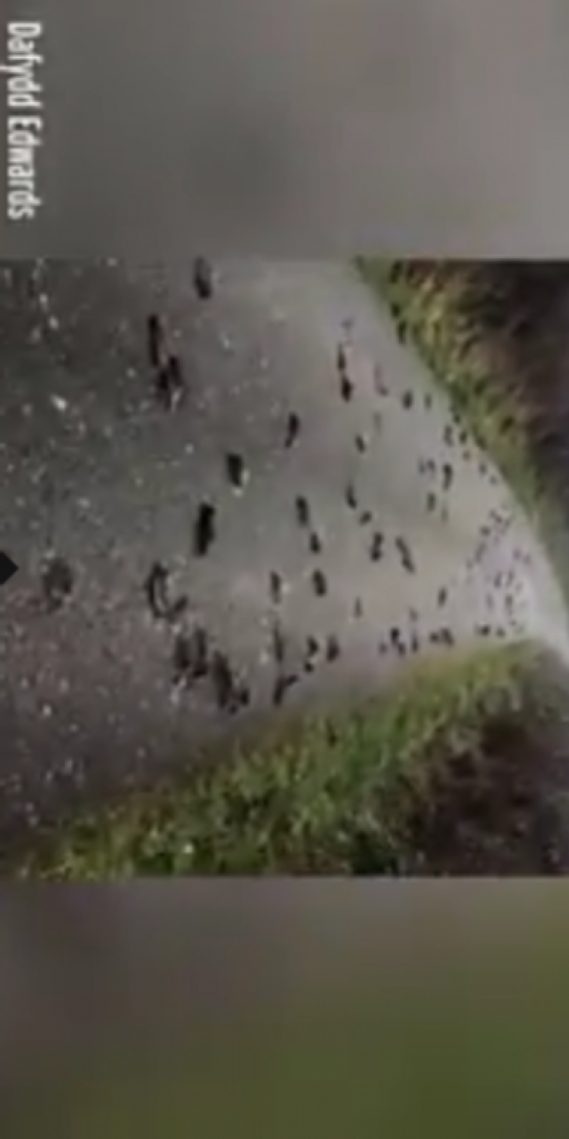 Misterius, Ratusan Burung Lagi Terbang Mendadak Mati Jatuh dari Langit