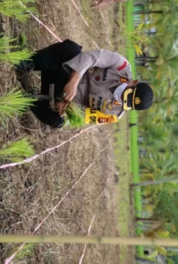 HUT Bhayangkara, Polisi Bantu Tanam Padi di Inhil