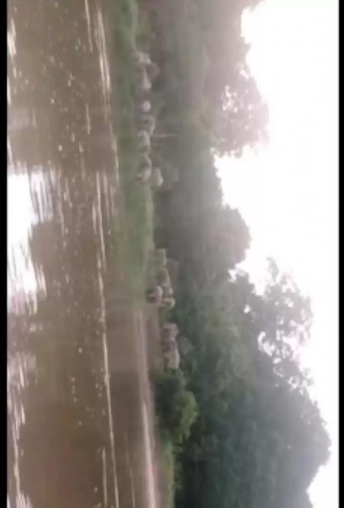 Heboh, Desa Sotol Kedatangan Tamu Belasan Gajah
