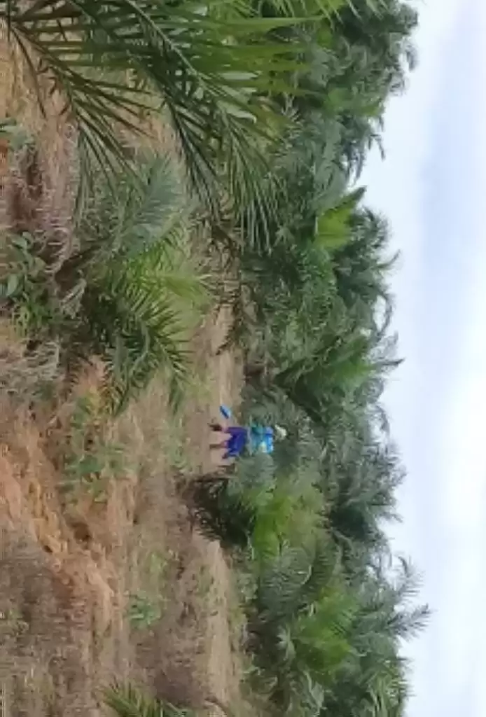 Ulah Sertifikasi ISPO, Petani Sawit Nelongso