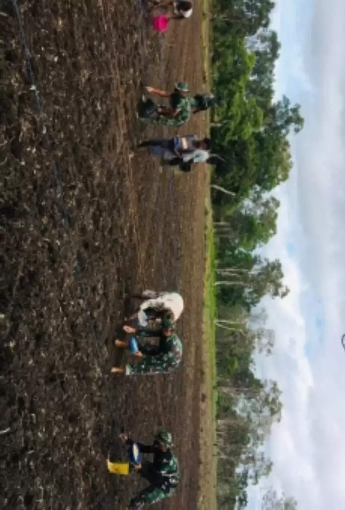 Prajurit Satgas Pamtas Yonif 125 Simbisa Bantu Warga Bercocok Tanam Padi