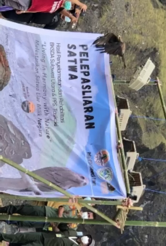 BKSDA Sulut Lepasliarkan 4 Ekor Elang Paria dan 2 Ular Sanca Kembang di CAL