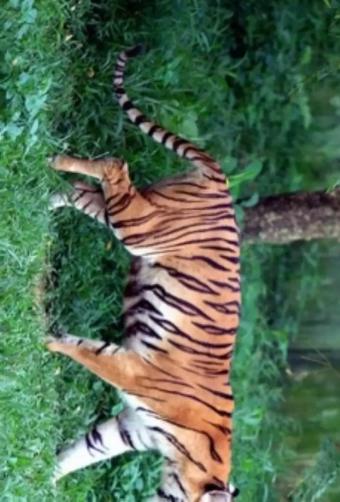 Harimau Sumatera Mangsa Ternak Warga Langkat