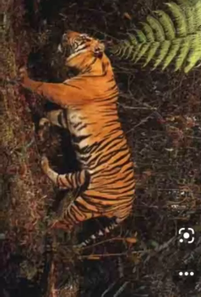 Hutan Dirusak, Harimau Berburu Mangsa Diperkampungan