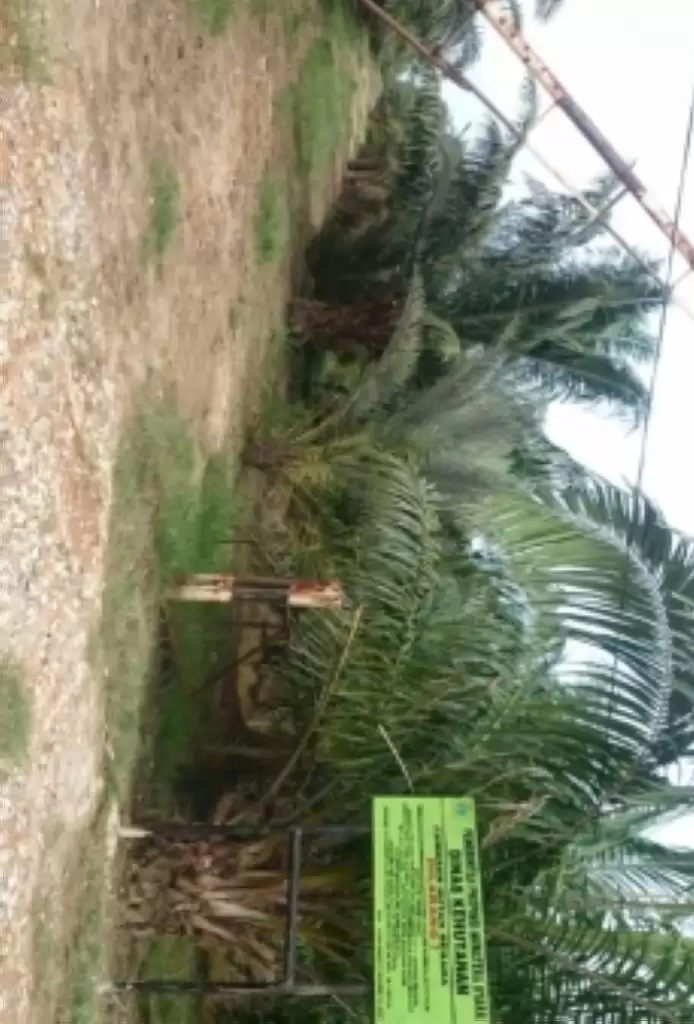 Tiga Kepala BPN Diperiksa Terkait Alih Fungsi Hutan