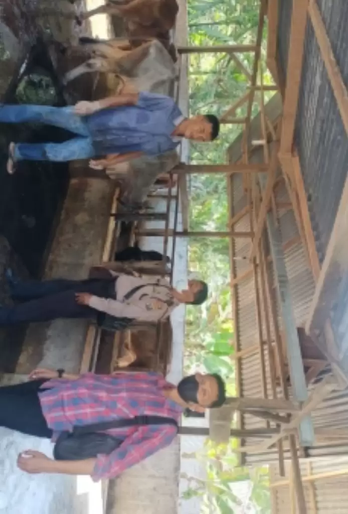 Ratusan Ternak di Langkat Terdeteksi Penyakit Mulut dan Kuku