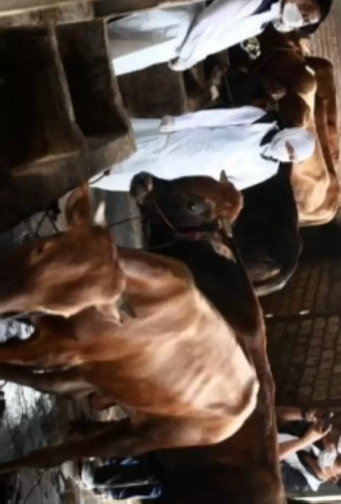 PAN Langkat Minta Dinas Pertanian dan Ketahanan Pangan Awasi Qurban