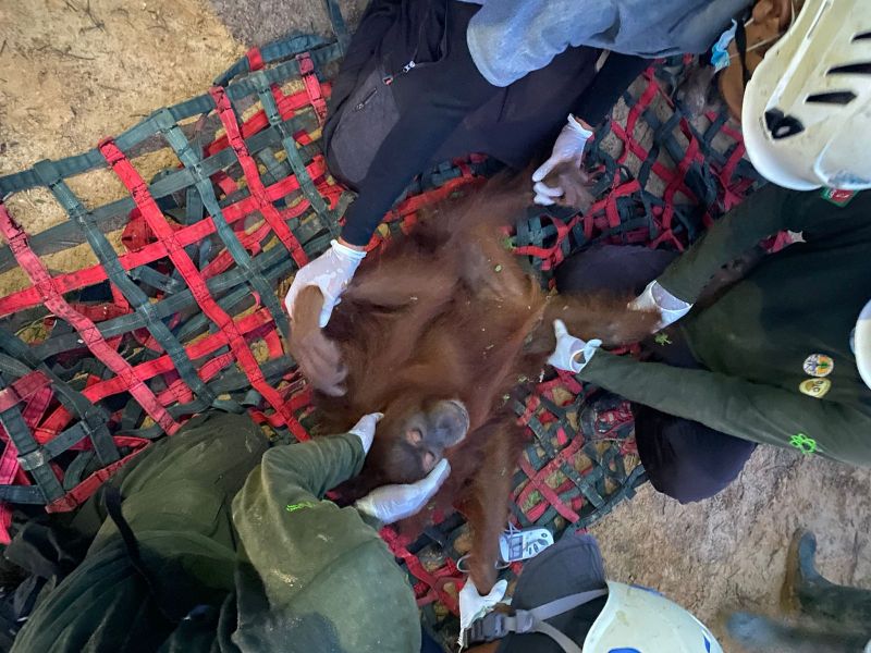 Masuk Perkebunan, BBKSDA Evakuasi  dan Lepasliarkan Orangutan Sumatera