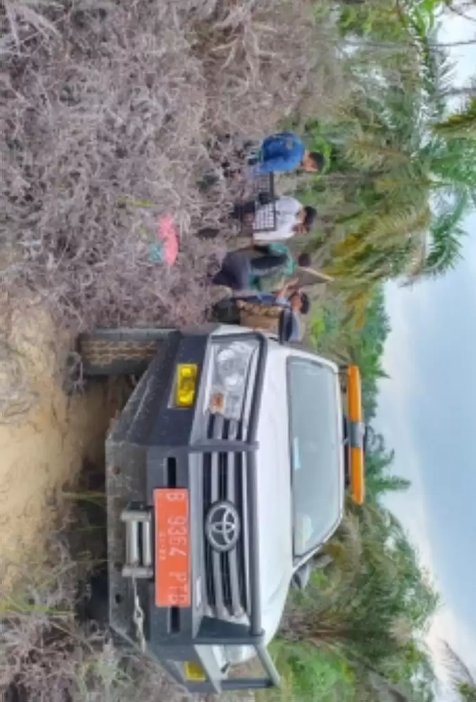 Harimau Sumatera Kembali Masuk Perkebunan Masyarakat