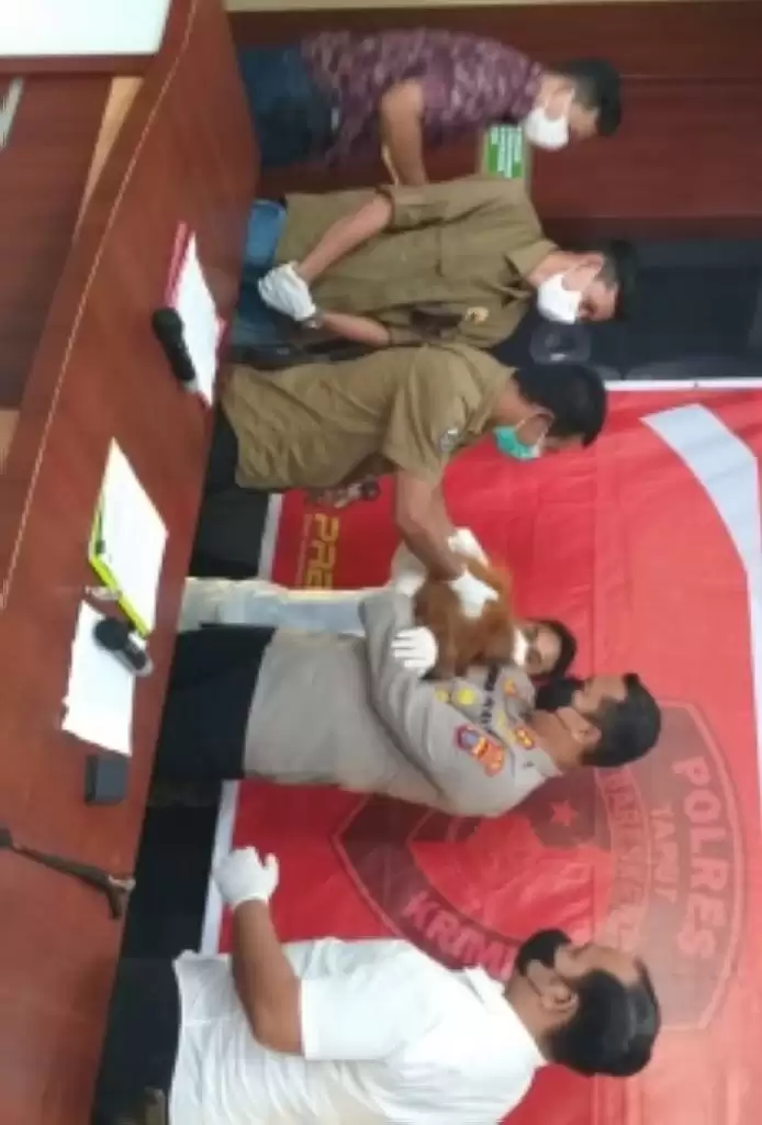 Polres Taput Serahkan  Orang Utan Tapanuli