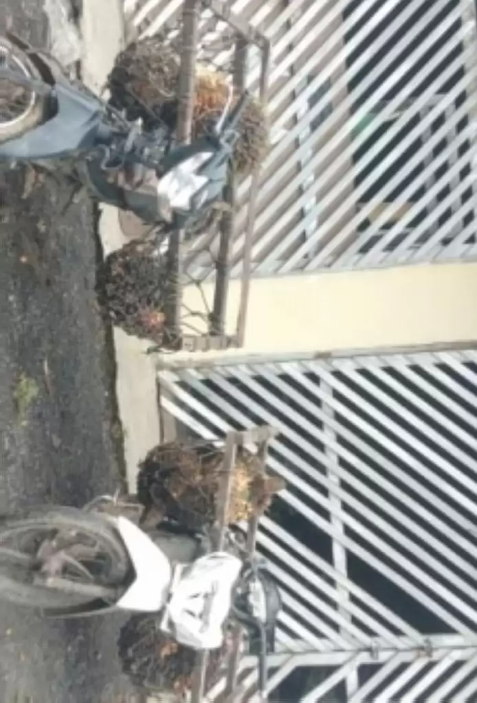Kreta Pencuri  Sawit di PT Lonsum Dilepas, Manajemen Geger