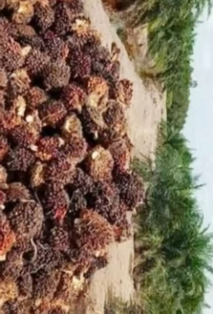 Naik Rp80, Pekebun Jual TBS Kelapa Sawit Rp1800 ke Ram di Talang Muandau