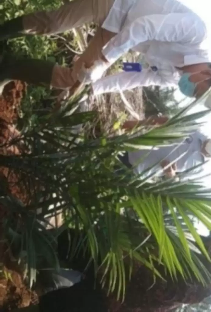 Pemda Mesti Kawal Harga TBS Kelapa Sawit Biar Program PSR Tak Percuma
