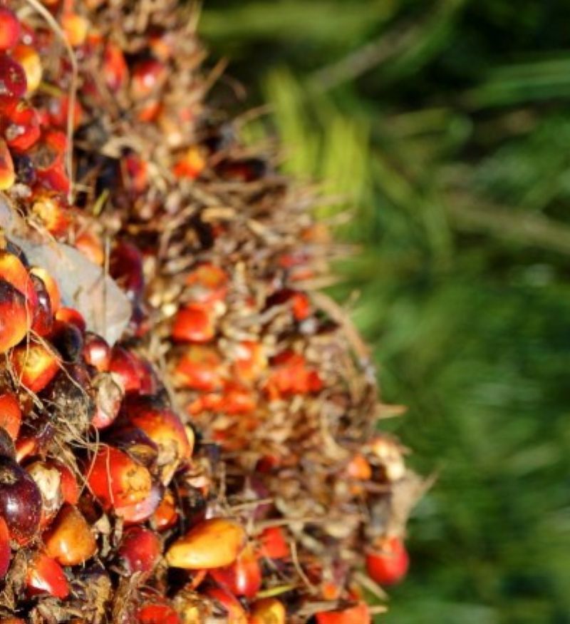 Relatif Stabil, Harga Kelapa Sawit di Sumbar Tercatat Rp2.282,63 per Kg