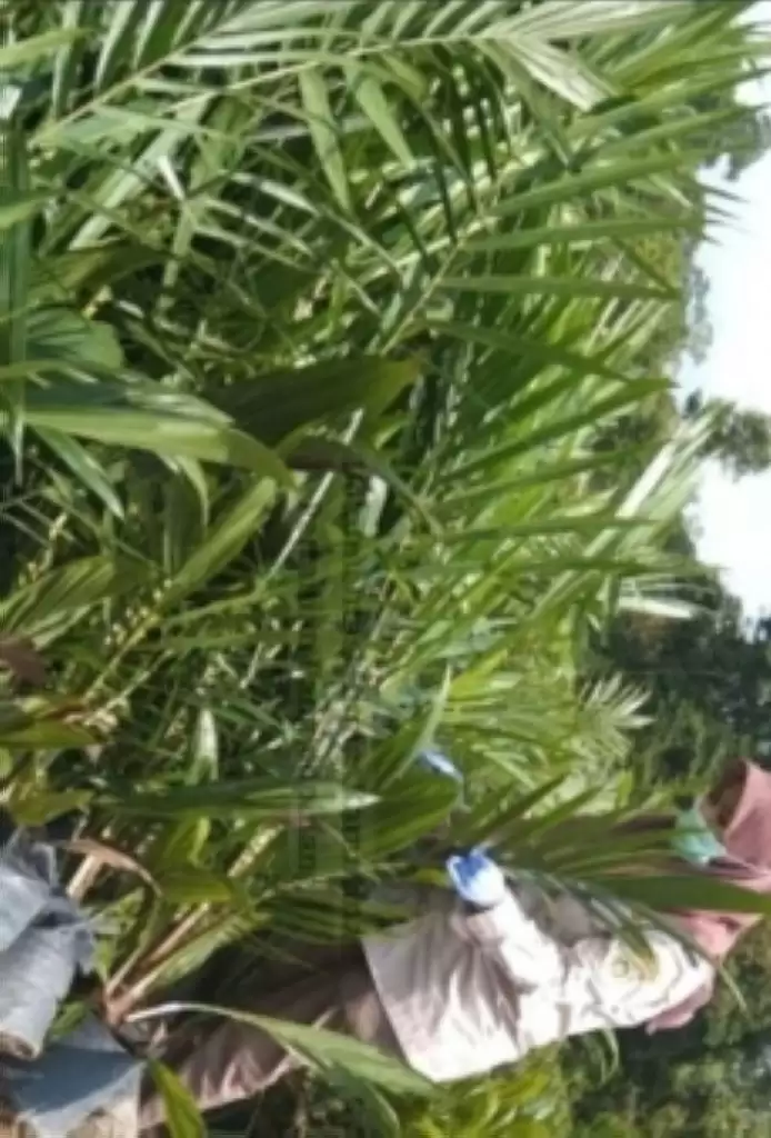 Ribuan Bibit Sawit Dari Bangka ke Belitung Wajib Izin Karantina