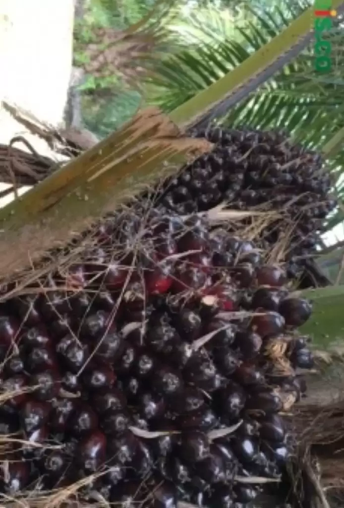 Lika-liku Petani Sawit di Daerah Transmigrasi Kabupaten Donggala Provinsi Sulawesi Tengah