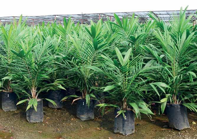 Bibit Dan Pupuk Palsu Beredar, Petani Sawit Desak Pemerintah Berperan Aktif