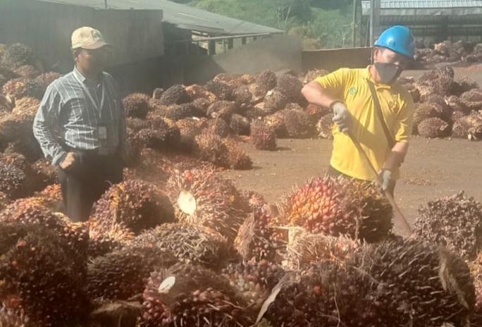Bahas Masalah Sortasi TBS, DPRD Pelalawan  Bakal Sidak