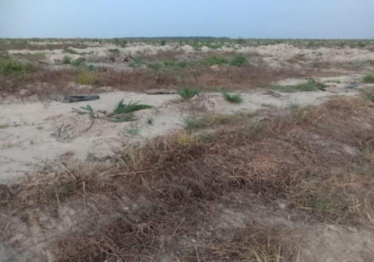 Tanaman Sawit di Kebun Tanjung Garbus Dibabati Orang Tak Dikenal, Pihak PTPN II Merugi Puluhan Juta Rupiah