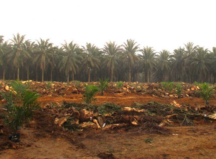 Petani Sawit Plasma PTPN V Dukung Rencana Integrasi Sub Holding PalmCo