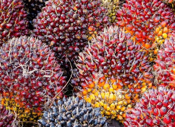 Petani Jangan Tanam Sawit di Kawasan Hutan Biar CPO Indonesia Tak Diblacklist