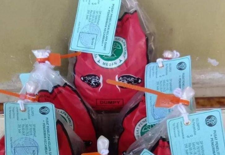 Pemprov Bengkulu Beri Bibit Varietas Sawit Unggul Pada Petani Ikut PSR