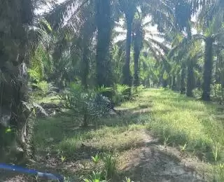 Bila Rotasi Panen Kelapa Sawit Tepat Hasil Produksi Bisa Berlipat