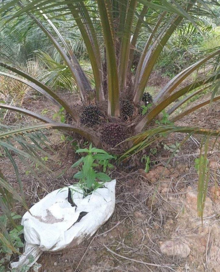Pupuk Kimia Mahal, Petani Sawit Jangan Panik Ada 'Abu Janjang'