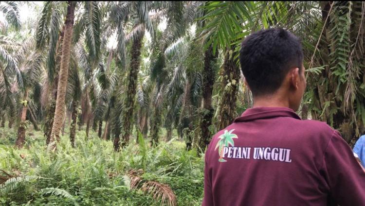 Produksi Sawit Tua 2,7 Ton Sekali Panen. Ini Hasilnya...