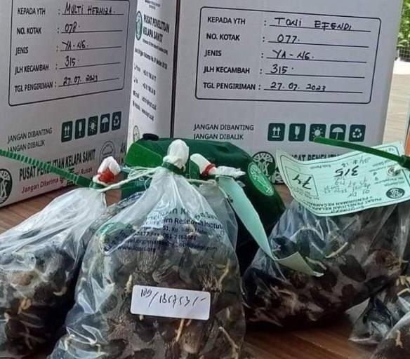 Jangan Asal Pilih Bibit Sawit Unggul, Ada Kiatnya Kata Karantina Pertanian Bengkulu
