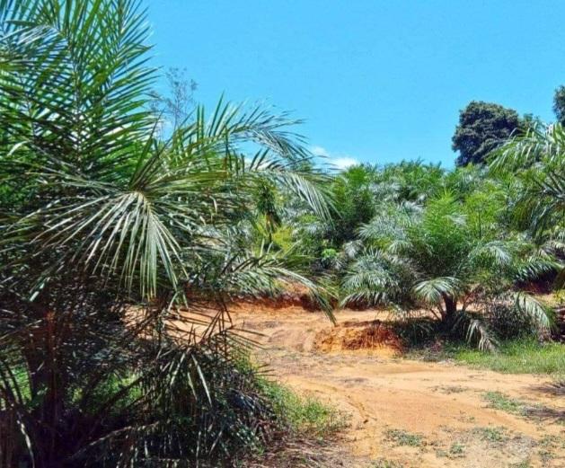 Pemda Segera Laporkan RPK Baru Bisa DBH Kelapa Sawit Cair