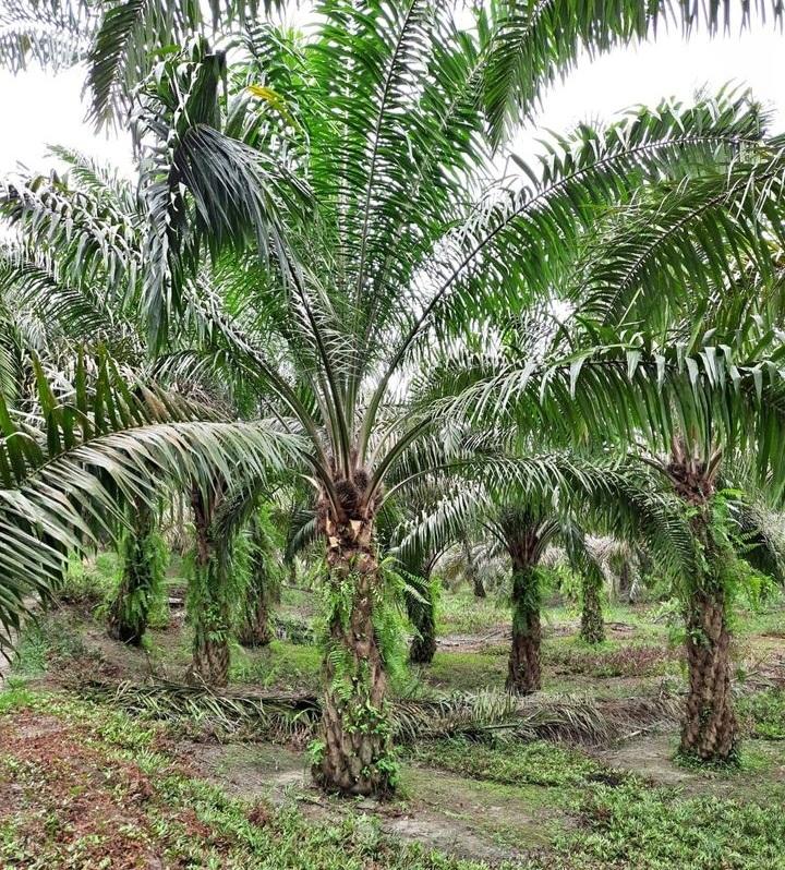 Berkah Program PSR, Petani Aceh Tamiang: Sawit Kami Bak Punya Perusahaan
