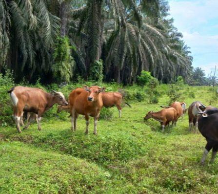 Evolusi Terbaru Industri Sawit Indonesia, Perkebunan Kelapa Sawit Sebagai Penggerak