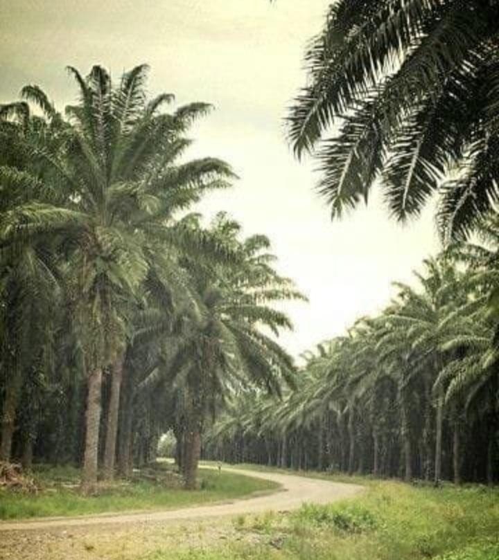 KLHK Klaim Seluas 3,37 Juta Hektar Kebun Sawit di Kawasan Hutan