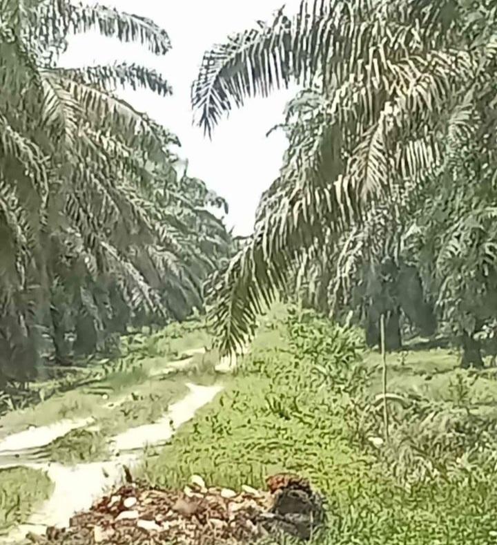 Evolusi Terbaru Industri Sawit Indonesia, Sumbangsih Tingkatkan Ketahanan Pangan