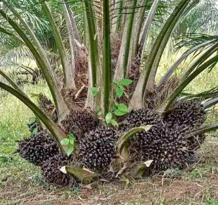 Kelapa Sawit Dalam Kawasan Hutan, KLHK: Perusahaan Sudah Urus Izin 90 Persen