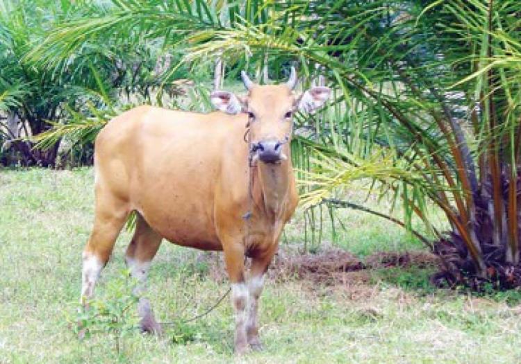 Merawat Program Integrasi Sawit-Sapi di Kaur