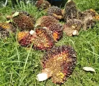Harga Sawit Petani Mitra Swadaya Riau Naik Sebesar 2,75 persen Pekan Ini