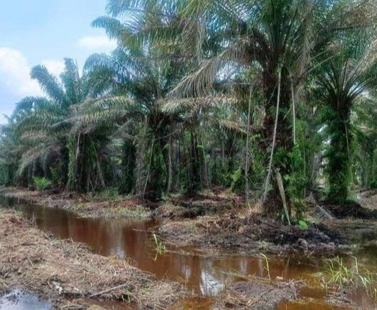 Ulah Perusahaan Sawit Enggan Bayar Pajak Target PAD Tak Tercapai di Kukar
