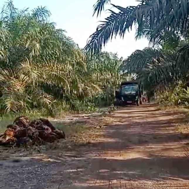 Harga TBS dan Minyak Sawit Mentah di Jambi Turun Tipis Sepekan Kedepan