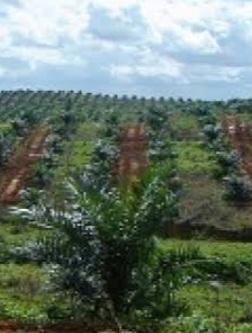 Realisasi Program Replanting Alami Sejumlah Kendala di 'Ranah Minang'