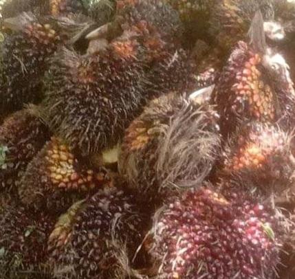 Harga TBS Sawit Naik di Pabrik, Para Petani Optimis Harga Takkan Hancur di OKU