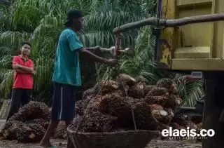 Sawit Masih Berkontribusi untuk Kenaikan NTP Riau Januari 2024, Begini Penjelasan BPS