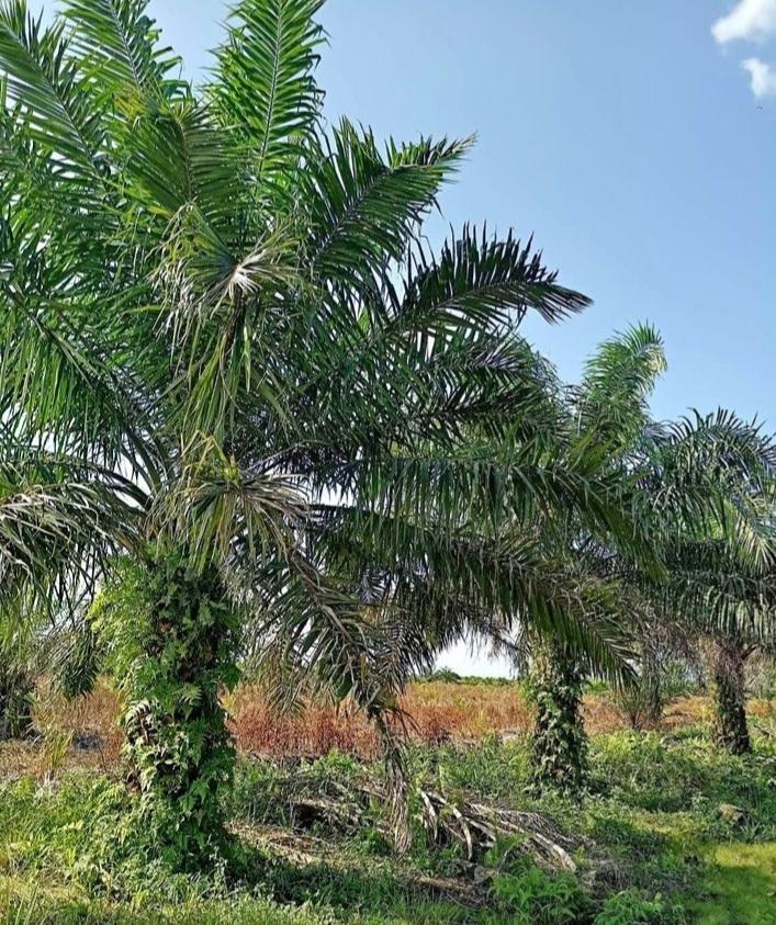 Termasuk Kelapa Sawit, Ini Luasan Pengembangan Kebun di Kaltim Kurun 2023