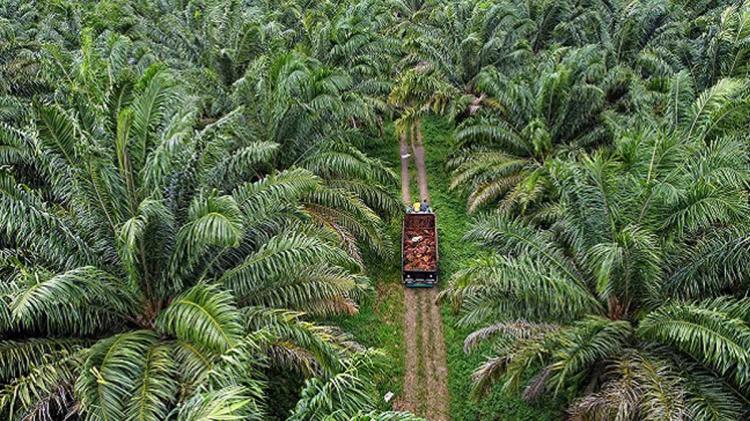 Tiga Lembaga Pekebun di Riau Minta Bantuan Perbaikan Jalan Kebun ke BPDPKS