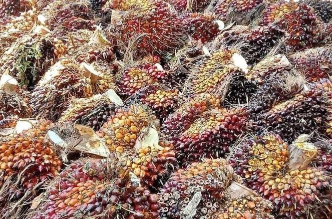 Dan BPDPKS Umumkan 15 Lembaga Penyelenggara Pelatihan Pengembangan SDM Sawit 2024