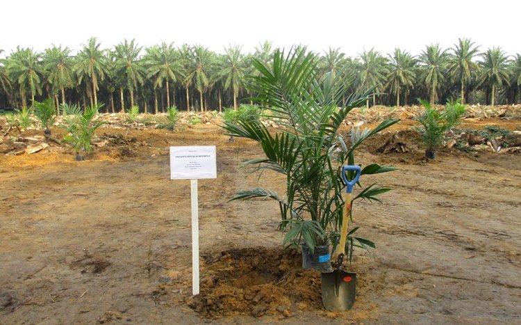 Perkebunan Sawit di Kuansing 243,65 Ribu Hektar, 21 Persen Dikuasai PBS