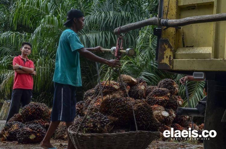 Harga TBS Sawit Penetapan Disbun Riau Makin Tertinggal