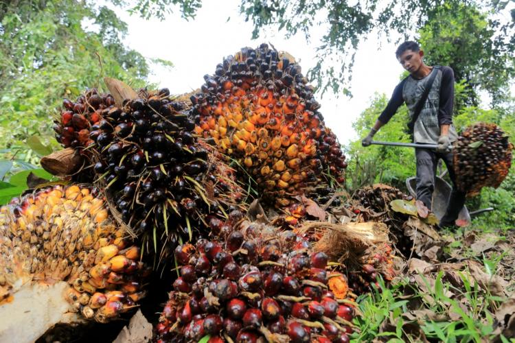 Harga TBS Sawit Plasma Riau Meroket Lagi, Mendekati Tiga Ribu Rupiah